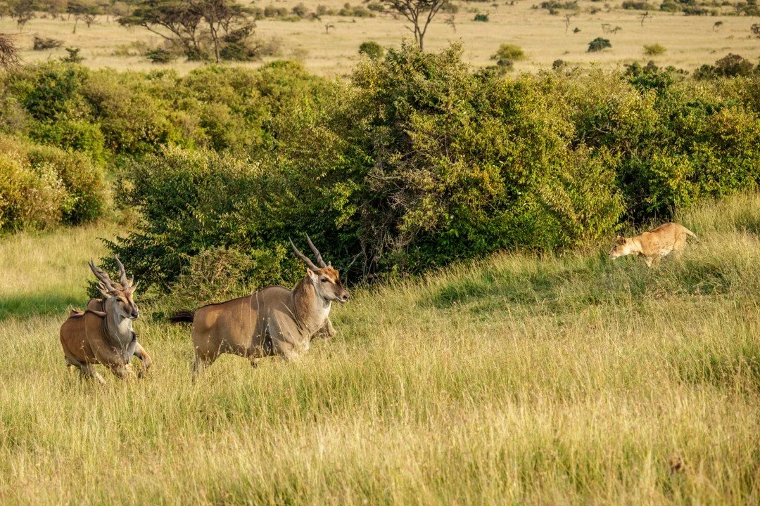 Witnessing big cats on the hunt can be both exhilarating and heartbreaking. It&rsquo;s a delicate dance between predator and prey, the cats carefully coordinating their attack but always conscious of the danger posed by large antelope like eland. Lio