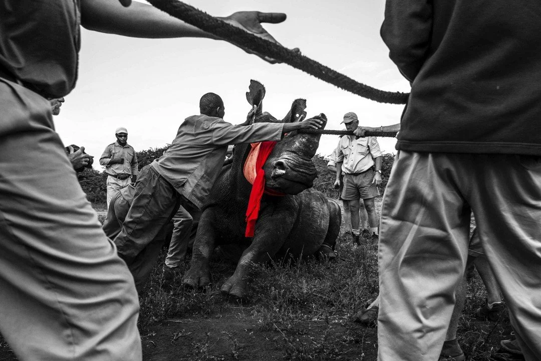 Rhinos have been roaming our planet for over 50 million years, yet in just a few decades their numbers have been reduced to just a fraction of what they once were.  And so it comes to this &mdash; a team of dedicated conservationists working tireless