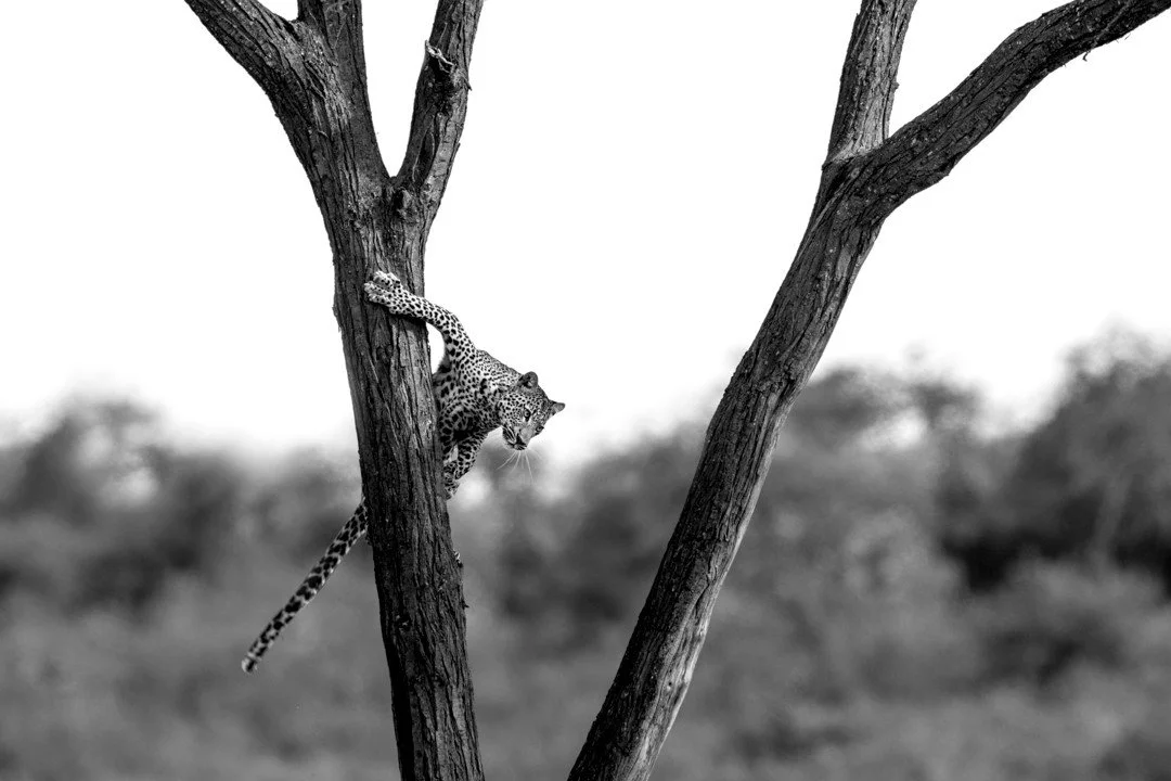 Even near vertical tree branches are no match for the arboreal acrobatics of leopards. These cats are at home in the trees, using the branches for safety, shelter or to stash a fresh kill. Descents can be trickier than climbing up and this young cat 