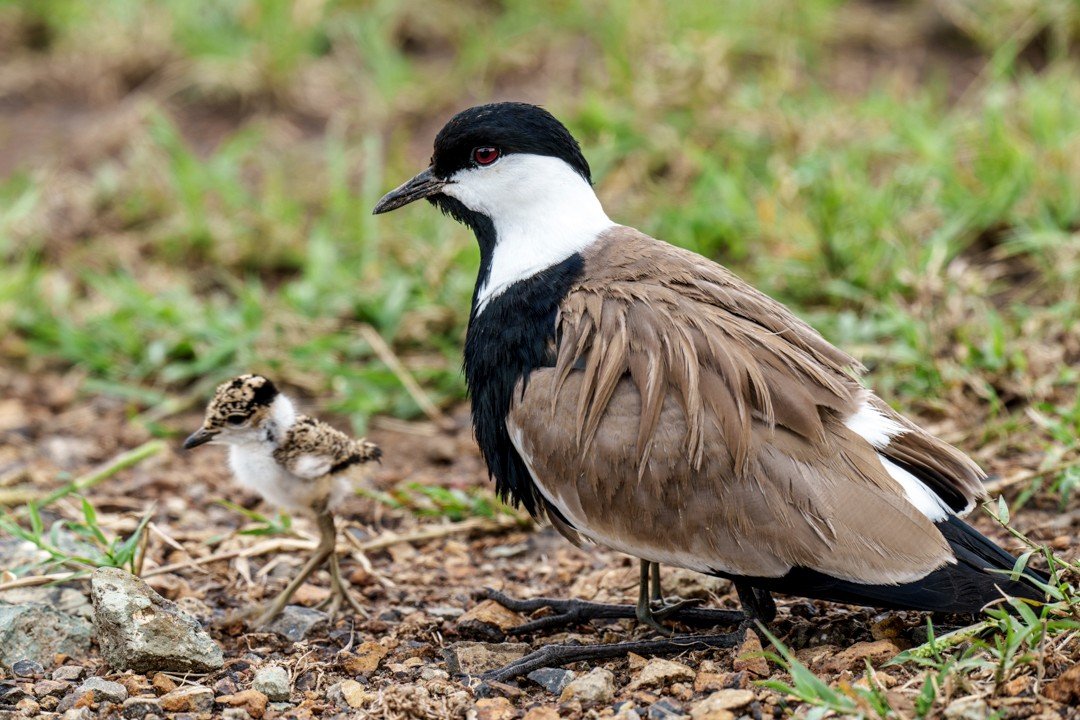 On oversized legs, this spur-winged lapwing chick takes its first wobbly steps while mom keeps a close watch nearby. At this age, the newborn is highly susceptible to attacks from predators and won't stray far from the safety of its mother. Spur-wing