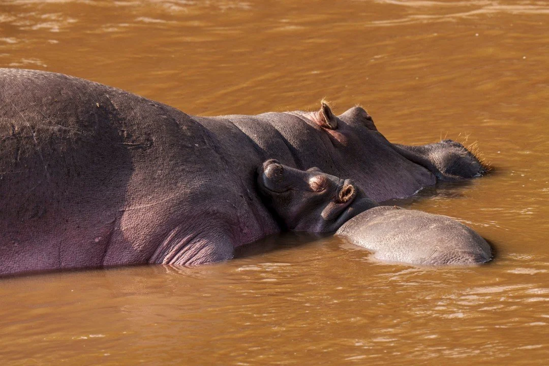 Cradled against his mom for safety, this tiny hippo calf dozed through the heat of the day, wallowing in a muddy shallow. Hippos spend the bulk of their daylight hours in the water to stay cool, preferring to forage in the evenings once the sun has s