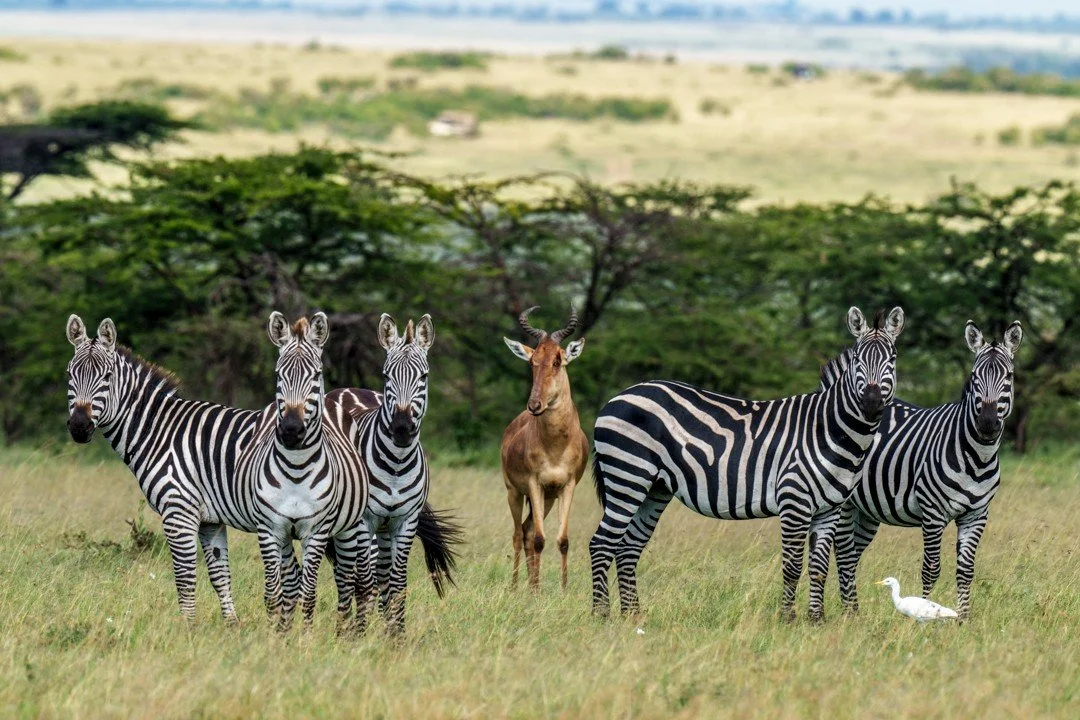 For prey species living on Kenya's grasslands, boundaries are less important than safety. This Coke's hartebeest stood at the centre of a small zebra herd &mdash; an unlikely gathering, yet utterly natural. Out here, safety is shared, and the savanna