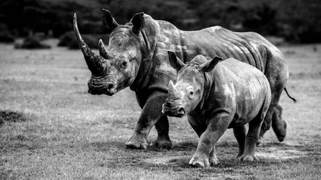 Photographing rhinos in the wild can be bittersweet. These animals were once abundant across the African continent, but human greed has decimated their populations and left them fighting for survival in just a few fragmented pockets of their former r