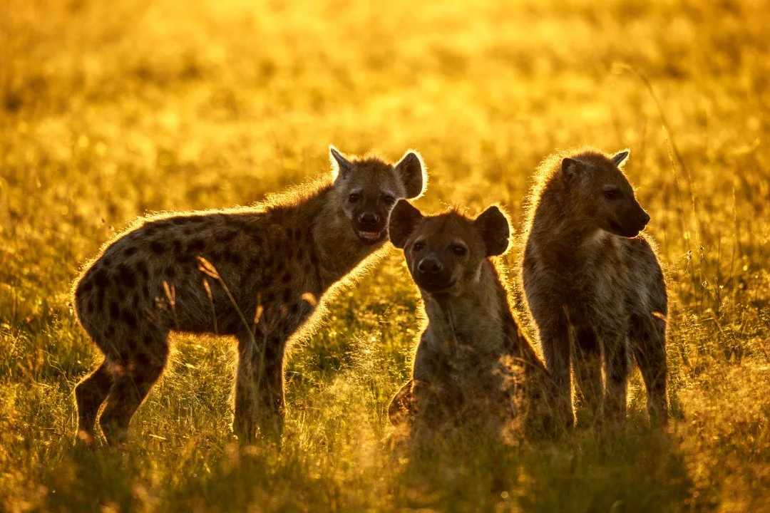 As the shift is from day to night fast approaches, spotted hyenas begin to stir, their entire demeanour transforming as they sense the coming darkness. You can feel it in the way they lift their heads, reading the air as the light turns amber and the