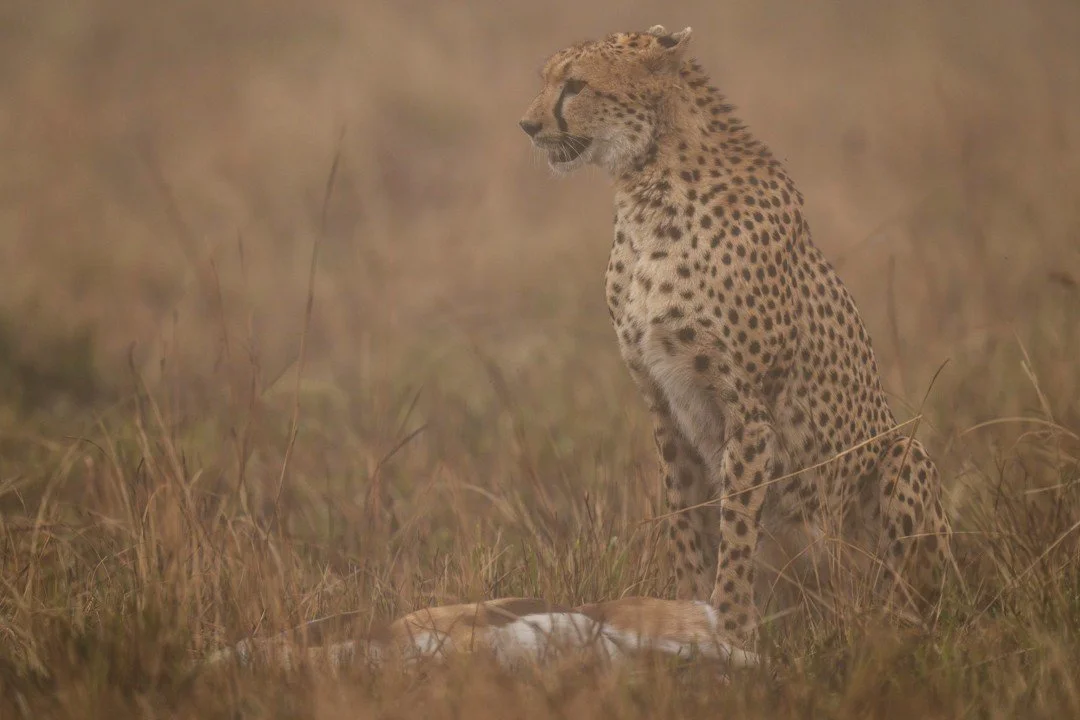 At the end of the chase. 

As dusk settles across the Mara, this cheetah mom stood beside her hard-earned meal, a reward for her speed, focus, and determination. For a cheetah, each hunt is a gamble, it's a burst of explosive energy that can mean sur