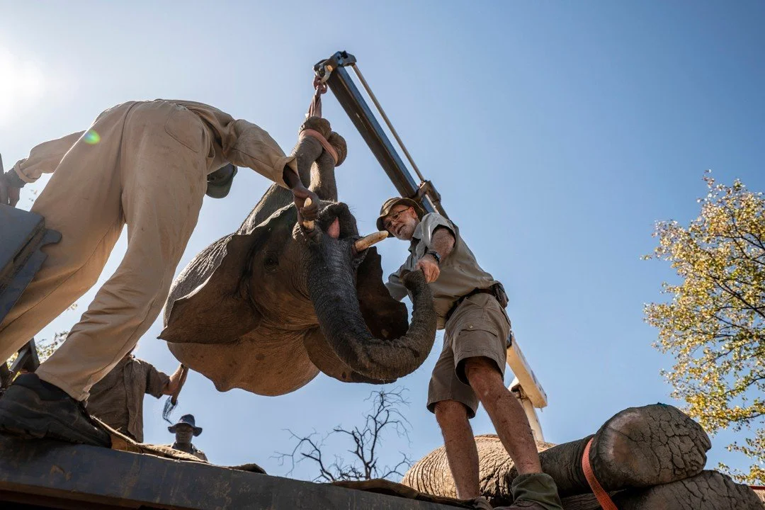 Translocating wild animals is never easy. These operations require months of planning, careful coordination, cooperation from multiple stakeholders, and teams of dedicated experts working on the ground to ensure everything goes smoothly. In some case