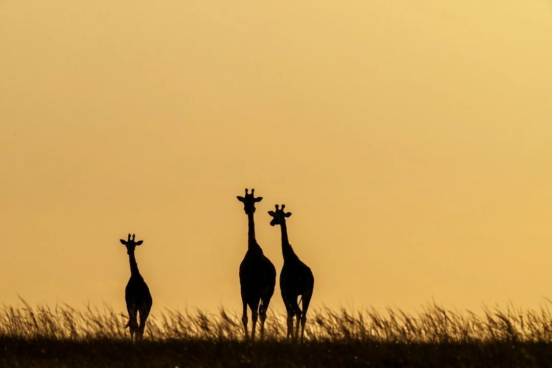 There are certain silhouettes that, when cast against the golden glow of fading sunlight, are unquestionable. Towering above the plains on almost inconceivably dainty legs, the outline of a giraffe is unmistakable. This trio drifted gracefully across