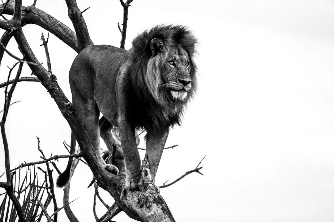 Lions in Botswana's Okavango Delta are perhaps the most adaptable on the continent. Here, the landscape is dictated by the seasons. Floodwaters from the north spill across the plains each year turning dust into flowing channels and reshaping the enti