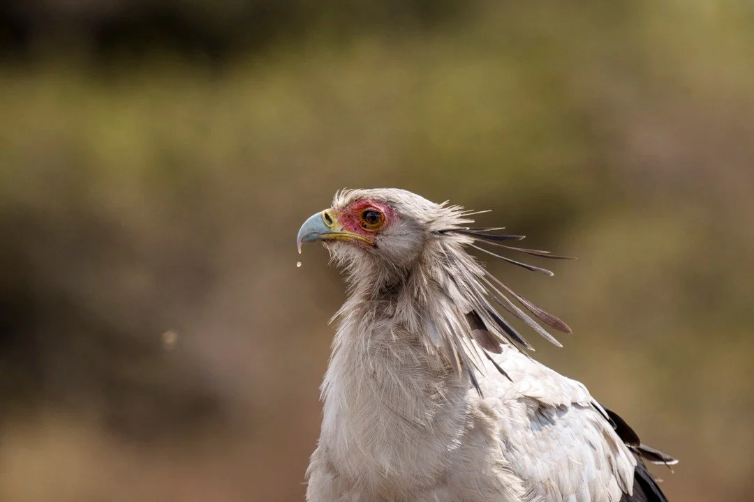 There is something almost regal about the secretarybird in portrait. Those extraordinary head plumes, jutting outward like a handful of quills tucked behind a scholar's ear, give the secretarybird one of the most arresting profiles in the avian world