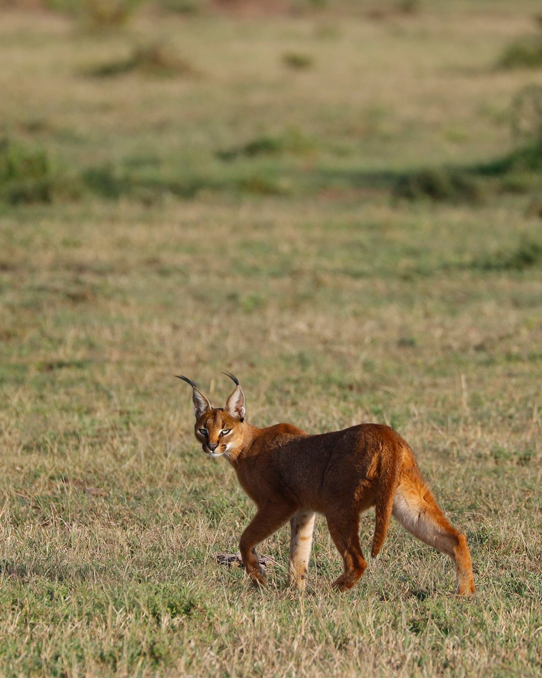 Not every morning drive delivers something like this. 

Caracals are notoriously elusive,  but this stunning cat had no interest in hiding during a recent morning drive at Mara Plains Camp in Kenya. A extraordinary find by guide Kevin Sayialel, and a