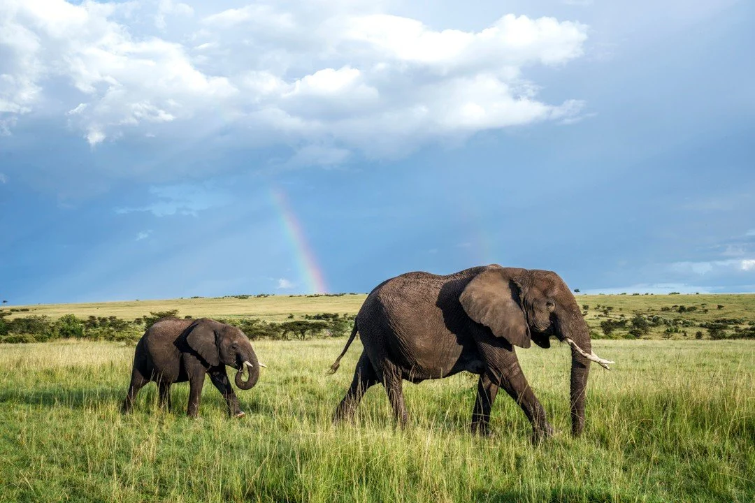 As an elephant mom and her calf move quietly across a Kenyan grassland, a rainbow arches between them, a vibrant sign that the plains have been doused with rain. Water is crucial here and seasonal rains help shape the landscape and the movements of t