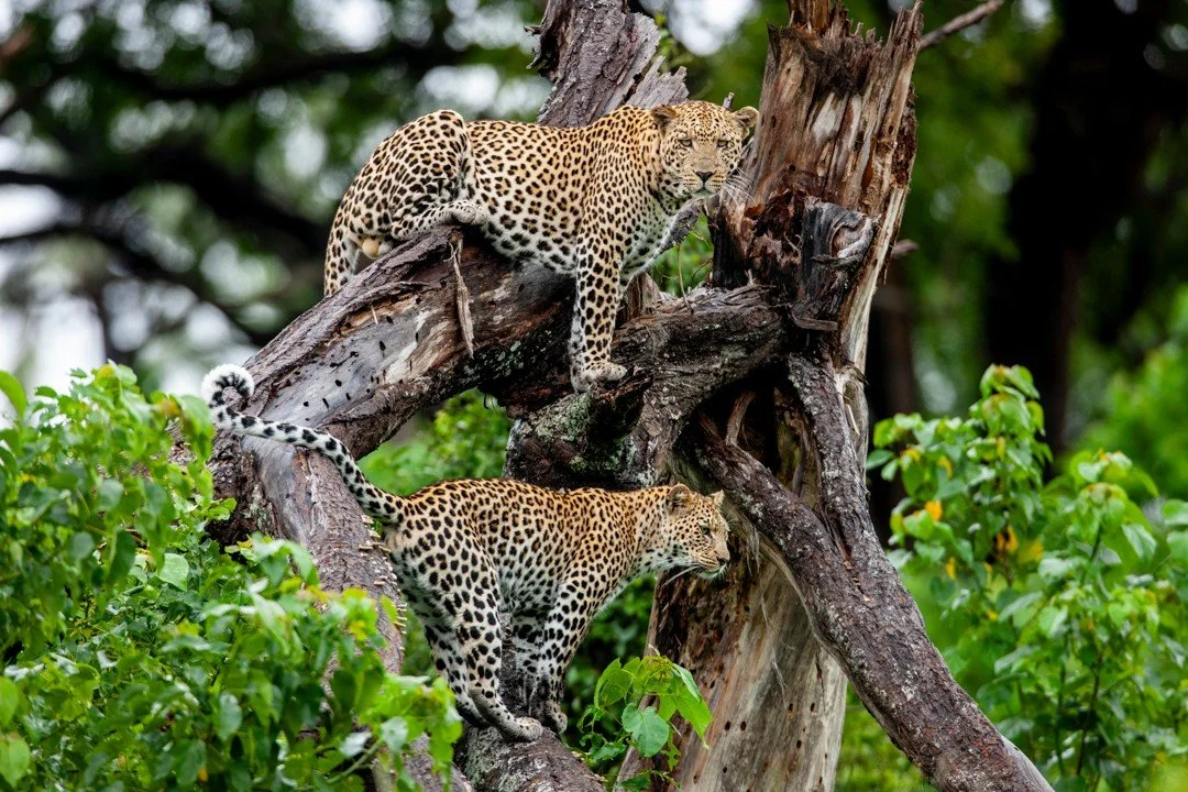 In nature, nothing stands alone. Trees and the forests they form are so much more than a backdrop to the wild. They provide shelter for lions, food for elephants, and safe spaces for leopards to rest and stash their meals. They're a critical componen