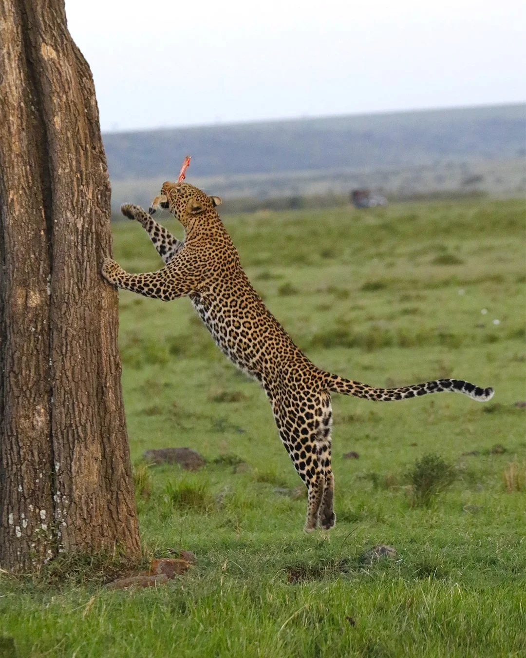 We could watch leopards scale vertical tree trunks all day. This one was spotted at Mara Plains Camp in Kenya hauling an antelope leg into the safety of the branches, away from hungry hyenas.

📍 Mara Plains Camp, Kenya

#ConservationTourism #leopard
