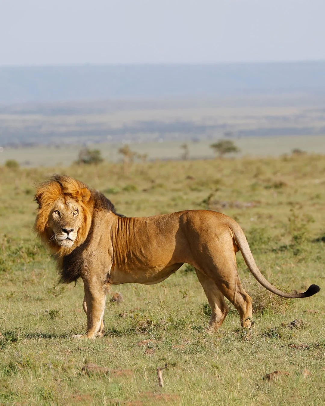 Some big cats really know how to pose for the camera ...

📍 Mara Plains Camp, Kenya
📷 Kevin Sayialel

#ConservationTourism #MaraPlainsCamp #GreatPlainsConservation #lion #safari