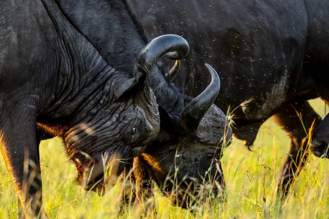 Agitated by buzzing insects &ndash; a constant cause of irritation for these massive bovines &ndash; a buffalo pauses from its grazing ritual to shake its head in annoyance. Buffalo move in numbers for a reason. The herd is a single organism, a dense