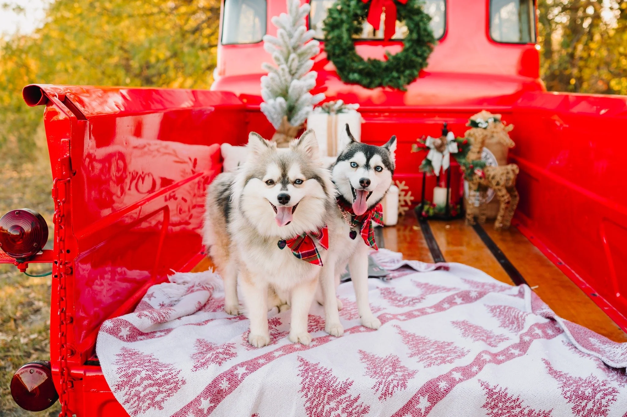 Humans aren't the only ones that need their photos taken 😍

#dogsofınstagram #christmaspups #christmas #redtruckminisession #christmastraditions #christmastruck #edmondphotographer #oklahomaphotographer #okcphotographer #planophotographer #dentonpho