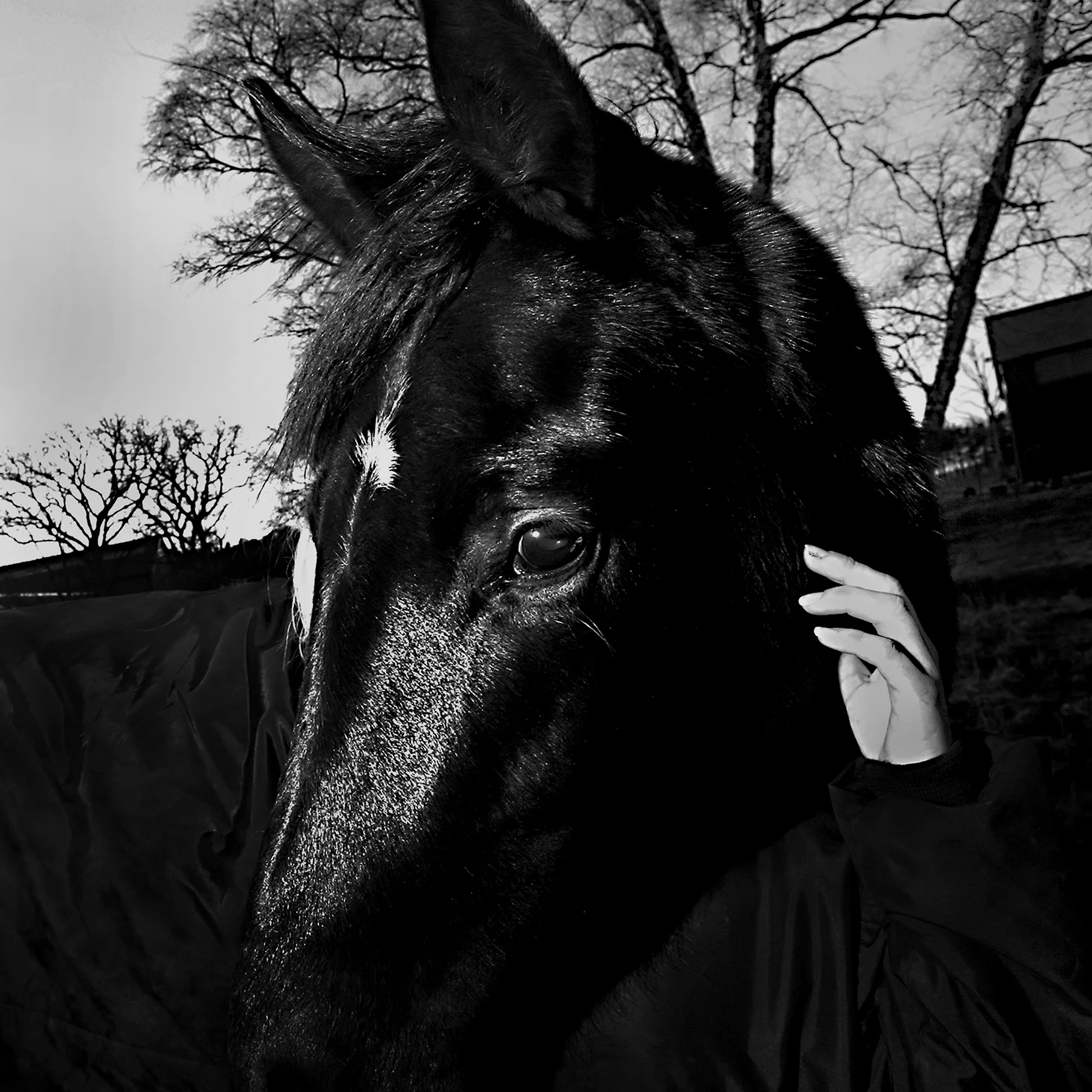 The horse and the human have long worked in close cooperation.