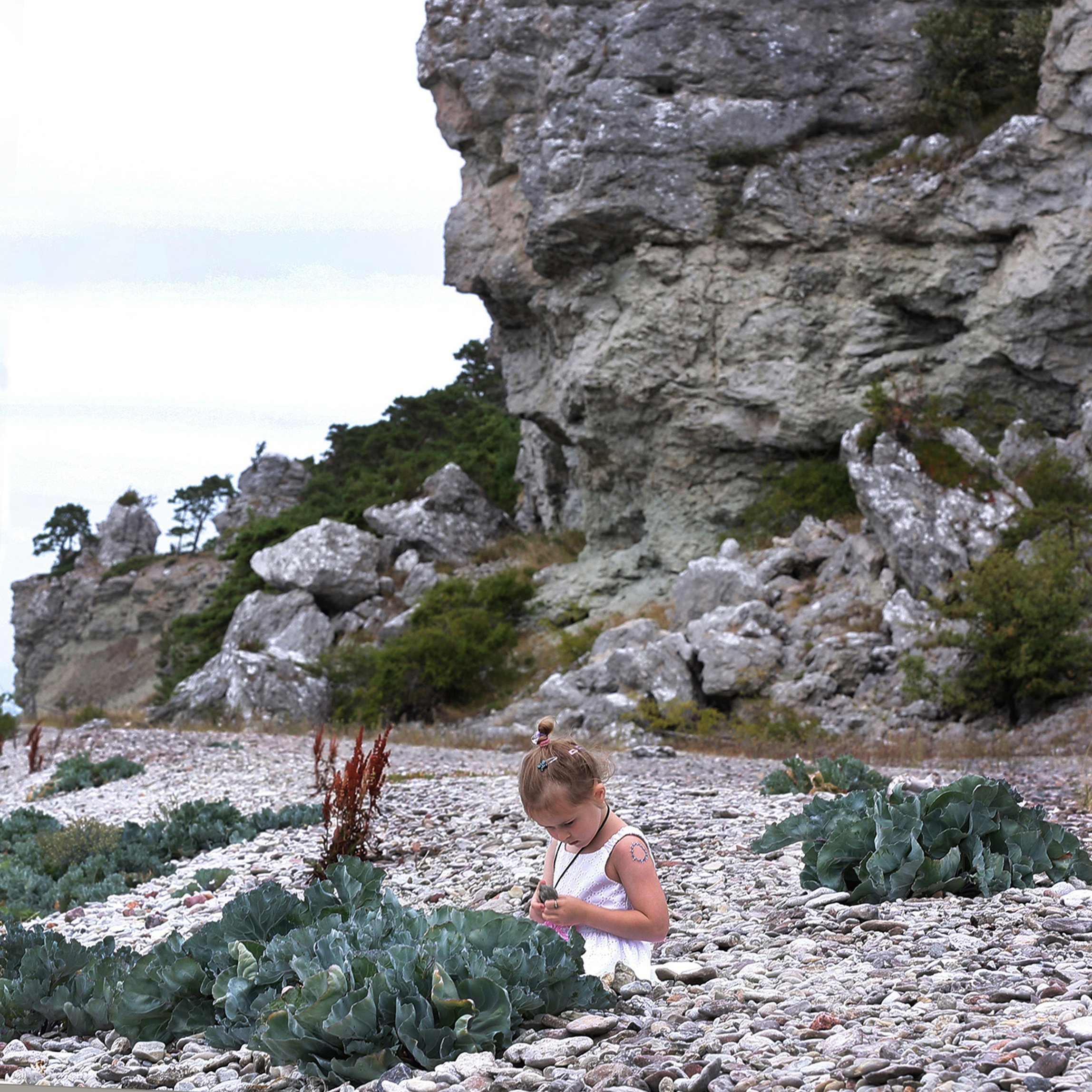 Strandkål, Sigsarve strand