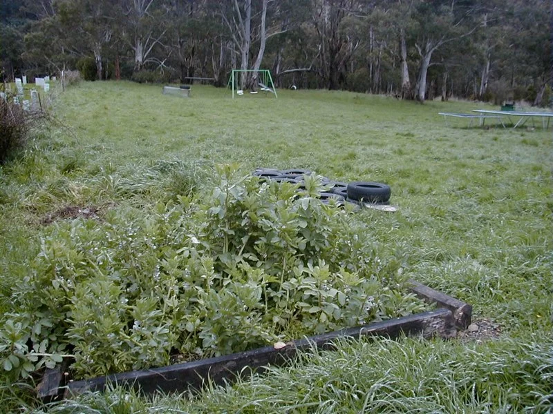broadbeans01.jpg