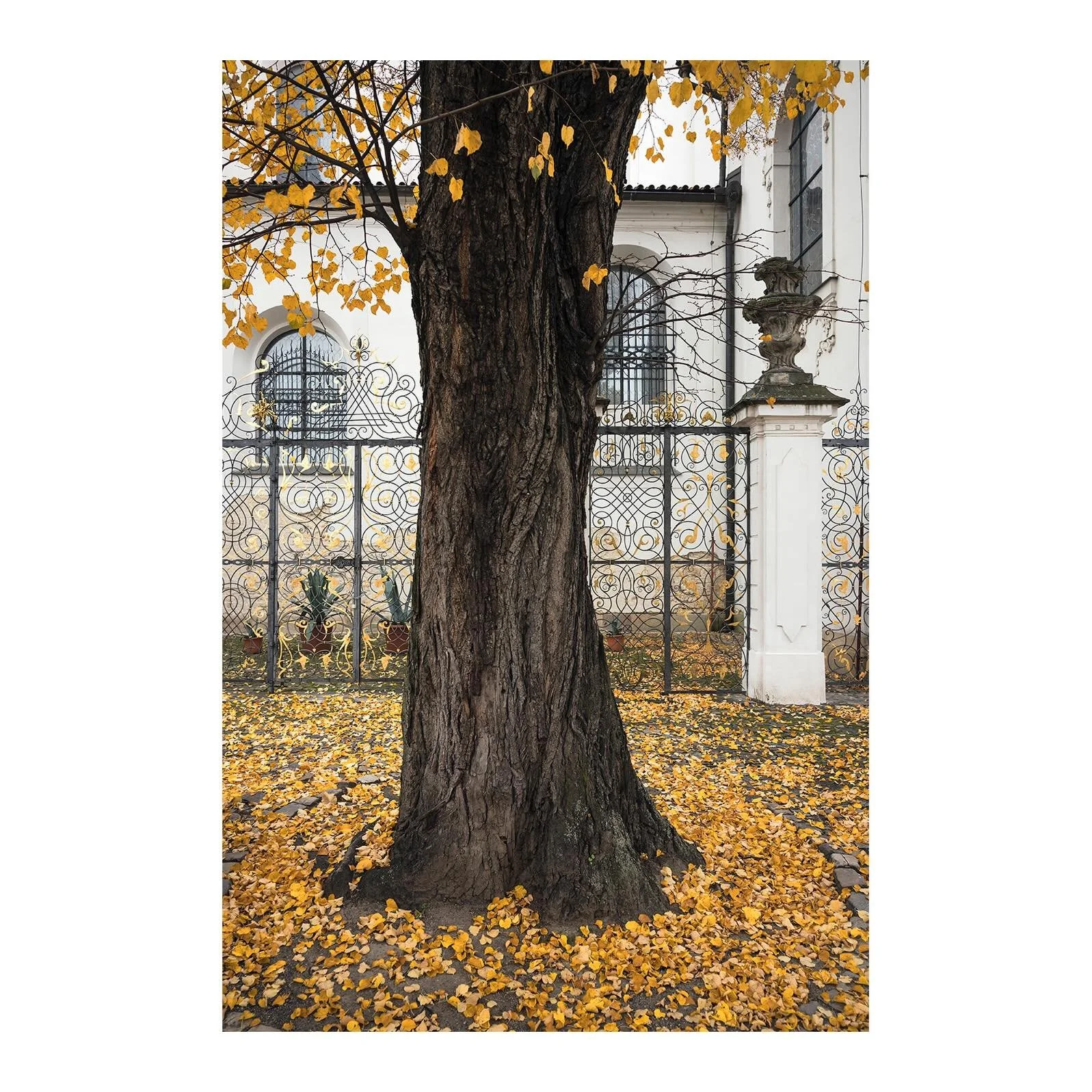 #autumn #tree #leaves