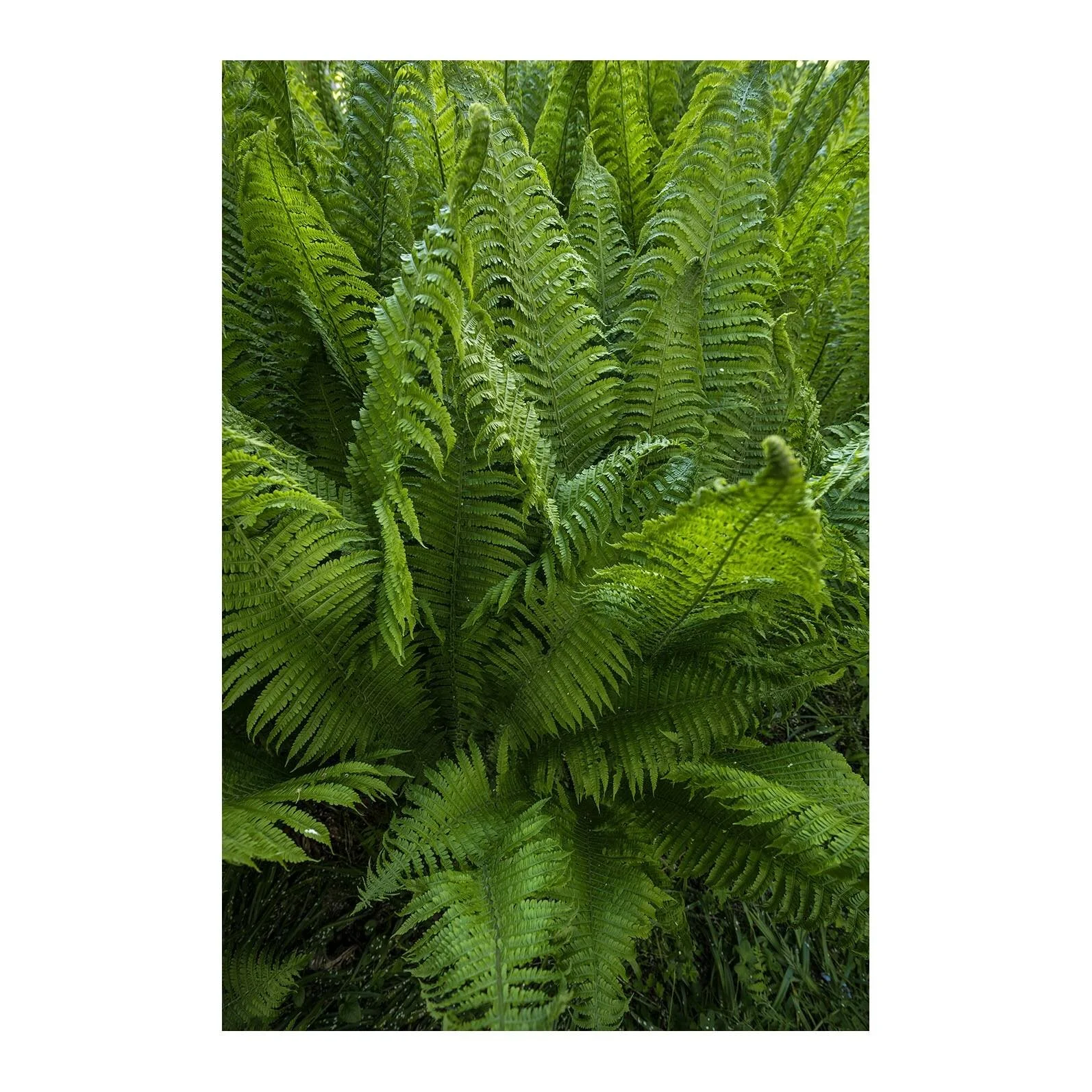 #garden #fern #green