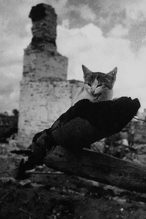 EasternFront_RussianCat.png