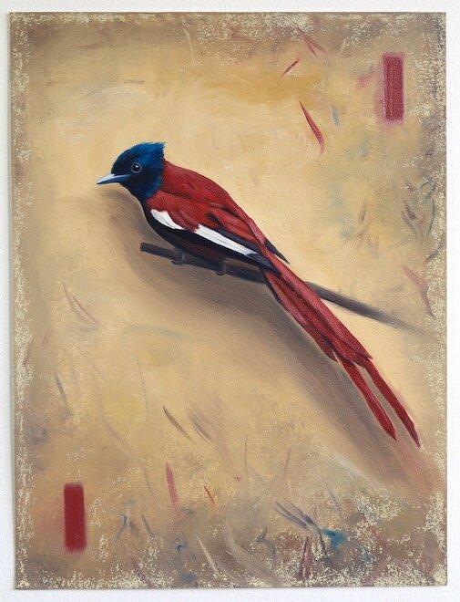 The Paradise Flycatcher, oil on paper, 41 x 31cm, 2019