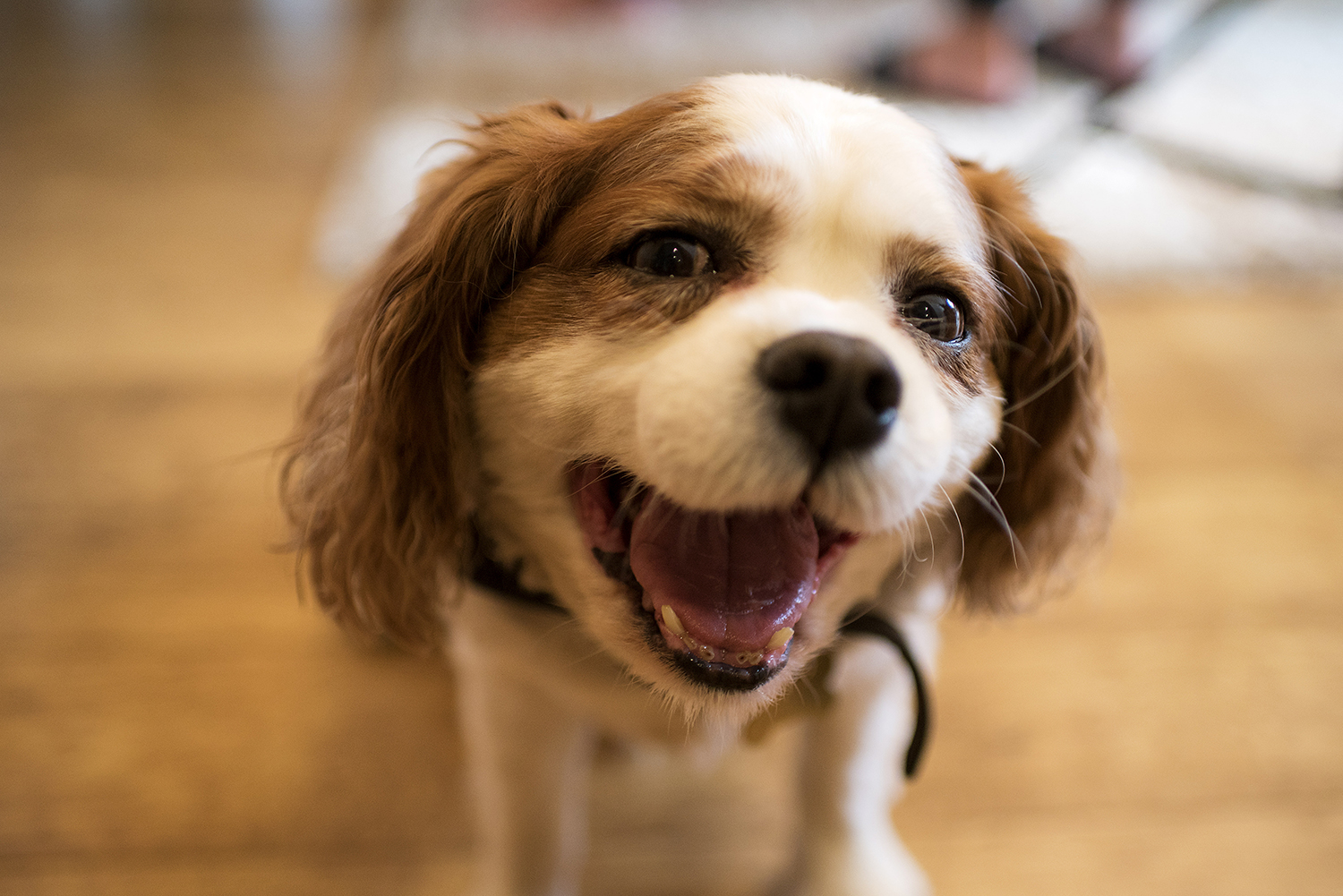 Dog yawning