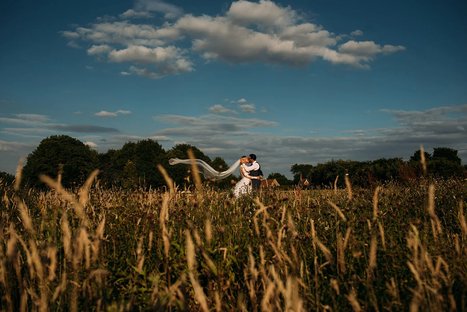 bride and groom kiss in a corn field. The veil blows in the wind