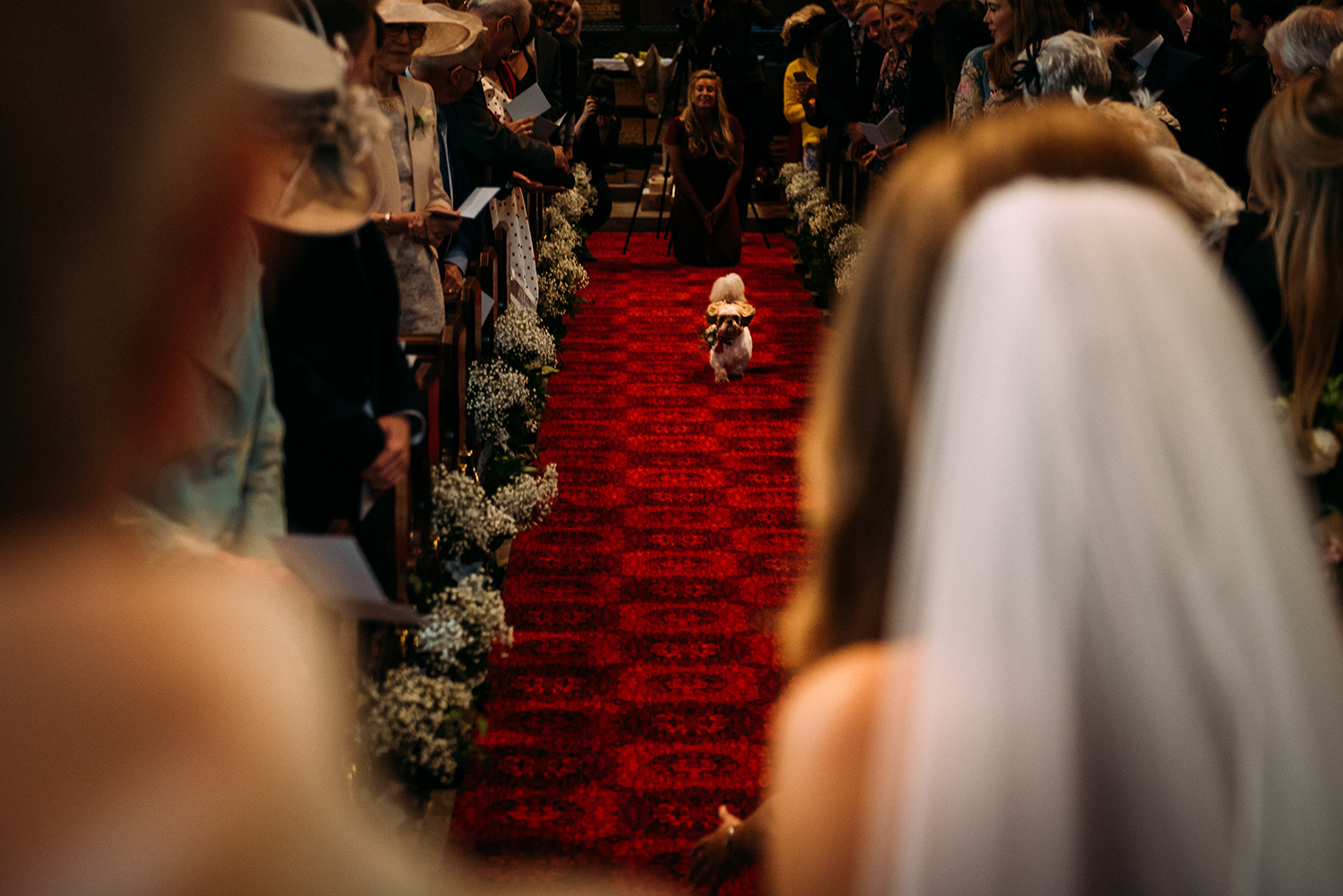 dog running down the aisle with the rings