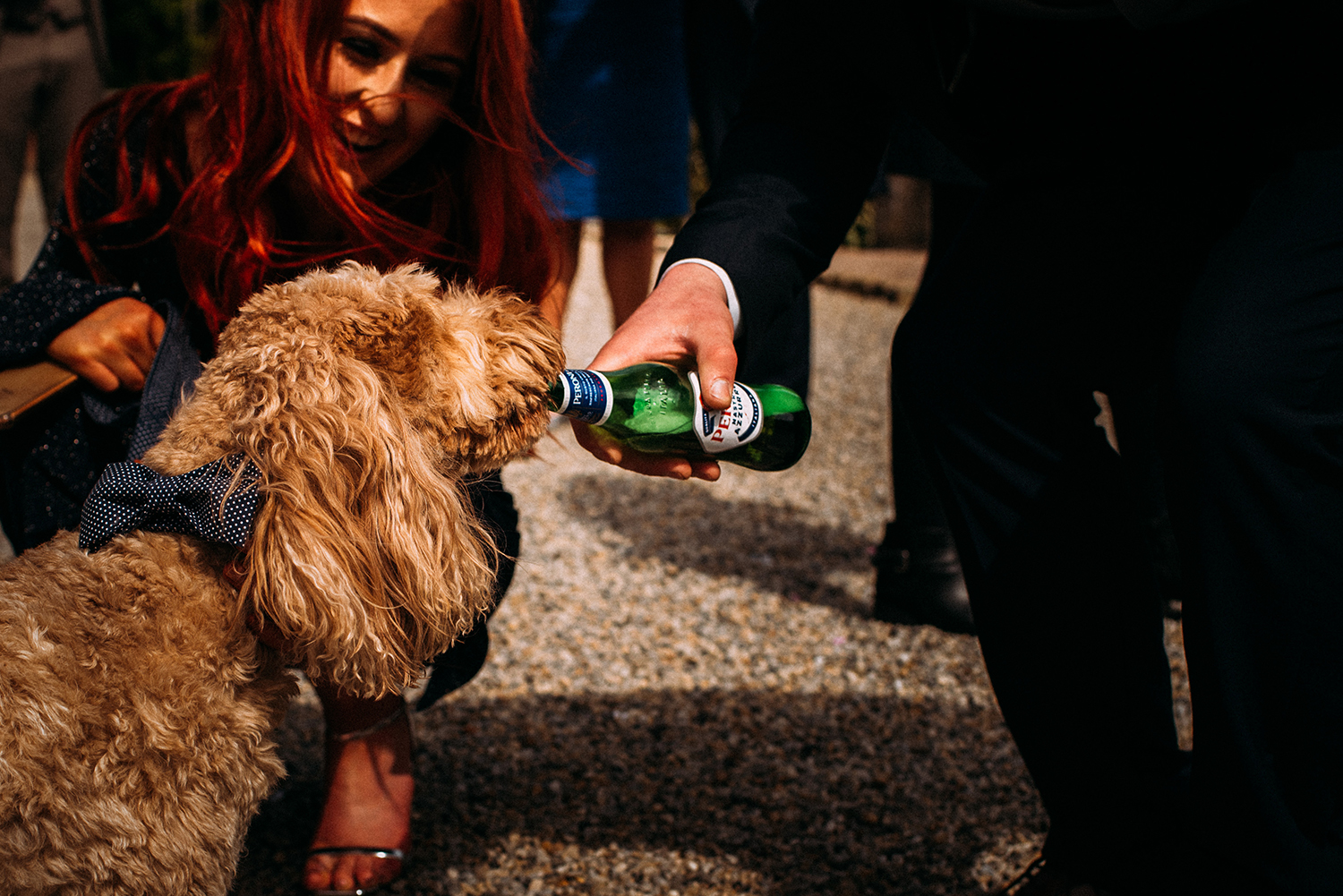 dog drinking beer
