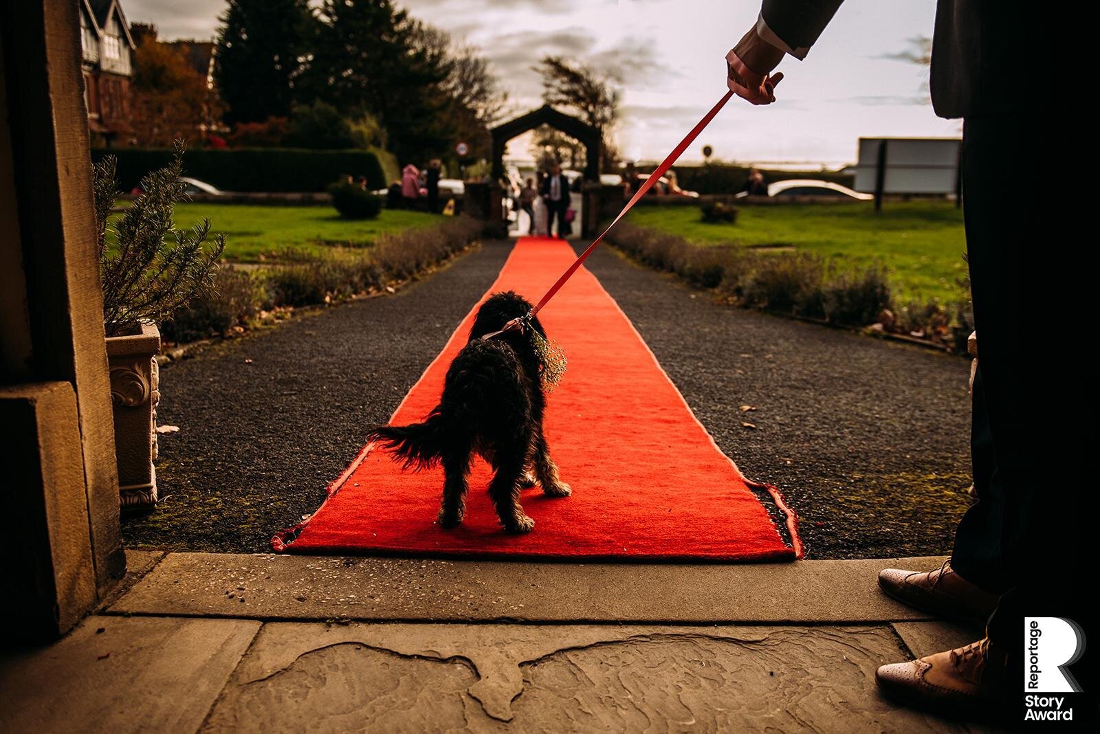  Bride and groom’s dog waiting at the end of the red carpet 