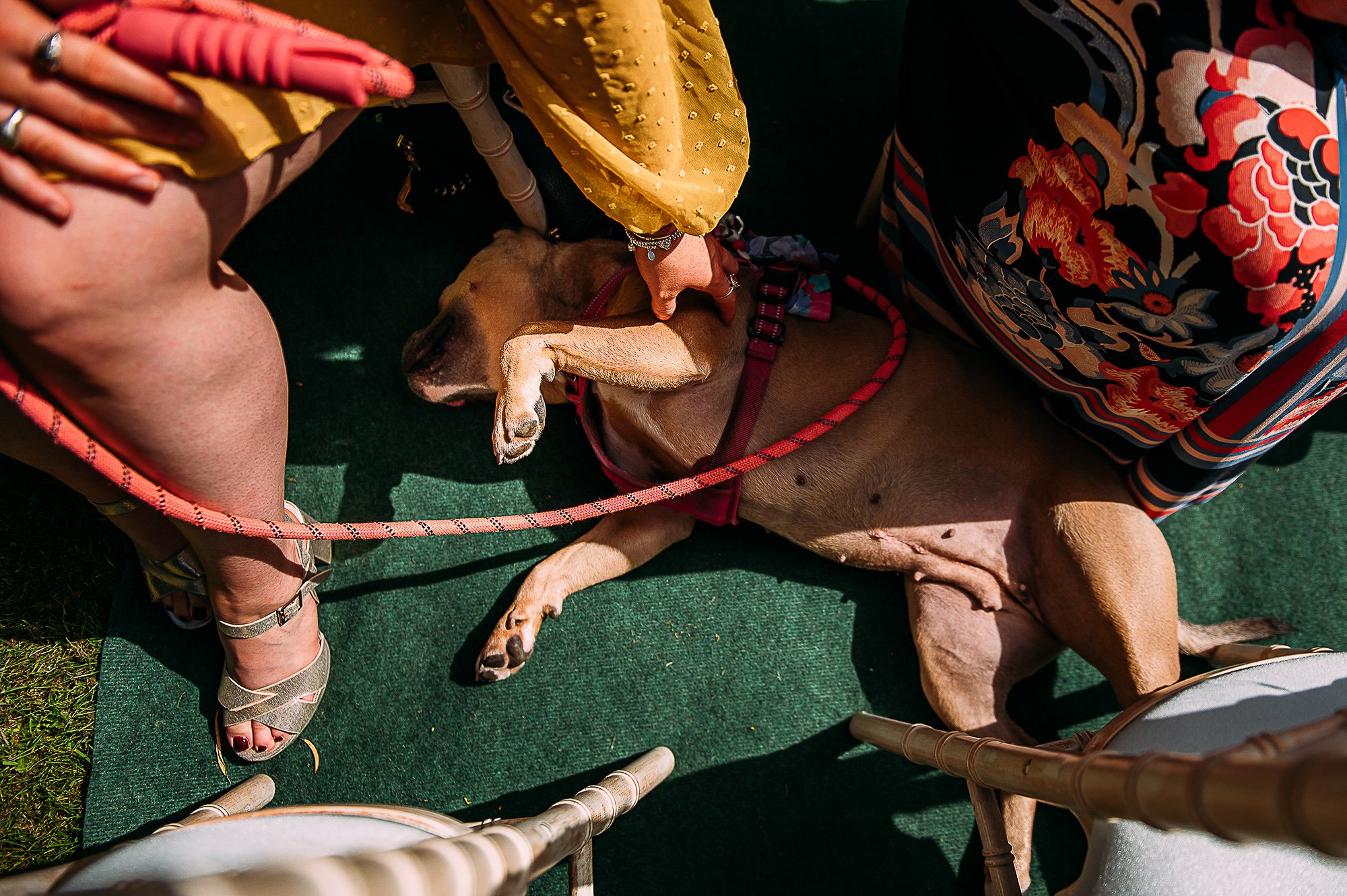  Dog having it’s belly stroked during a ceremony. 