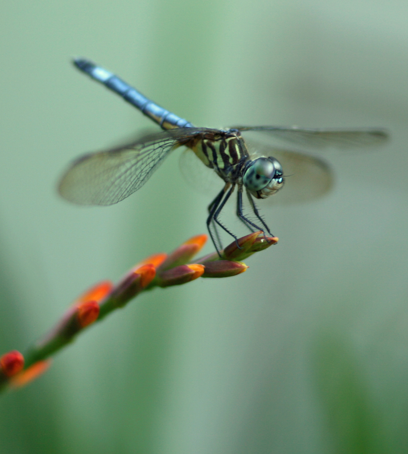 Dragonfly 3.jpg
