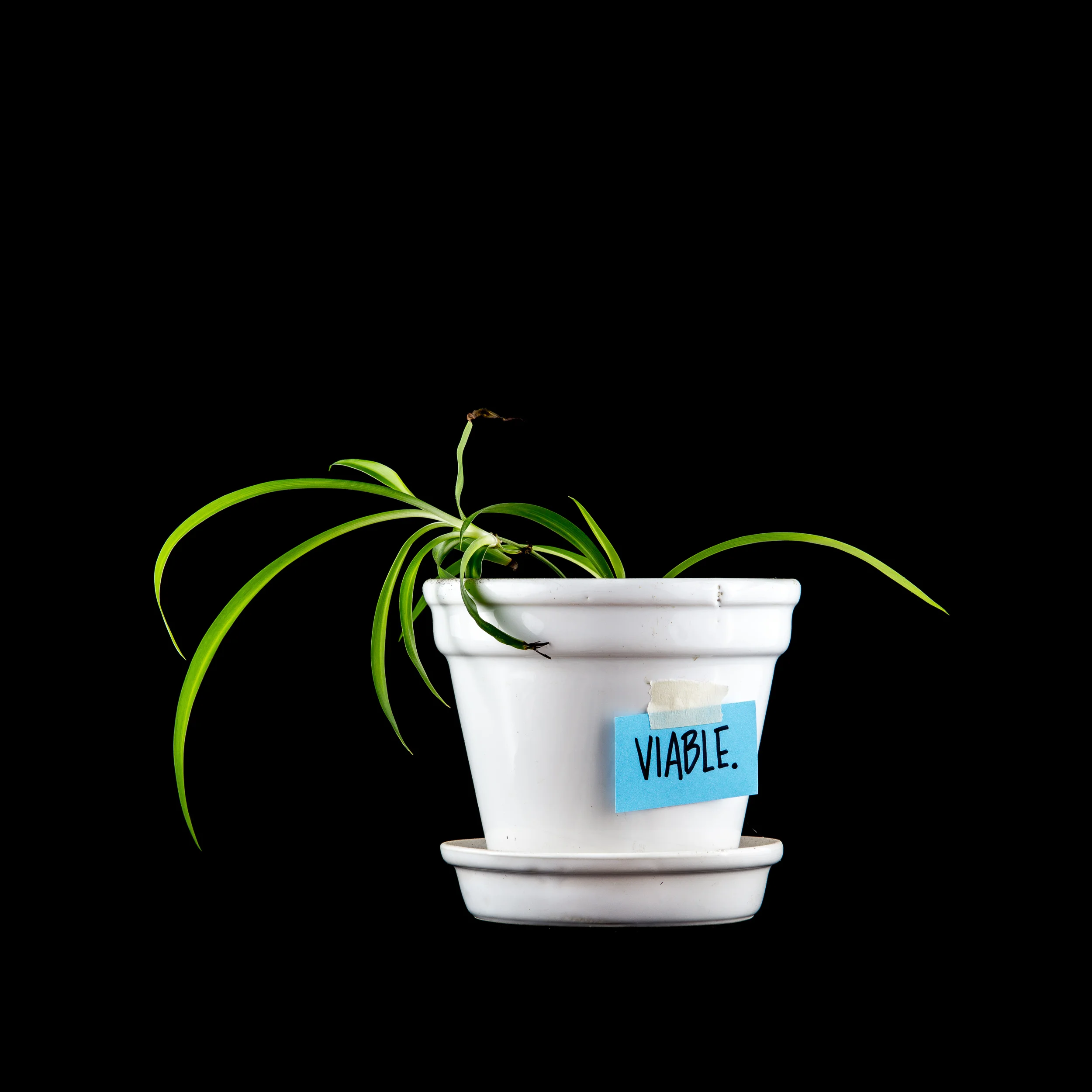 Houseplant-3929-Edit-2.jpg