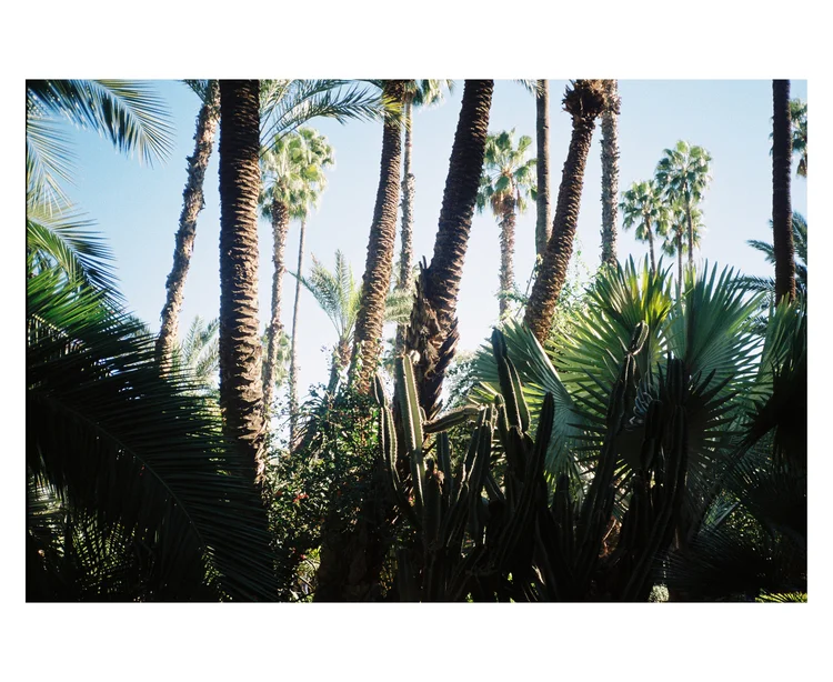  Jardin II (2015) 
