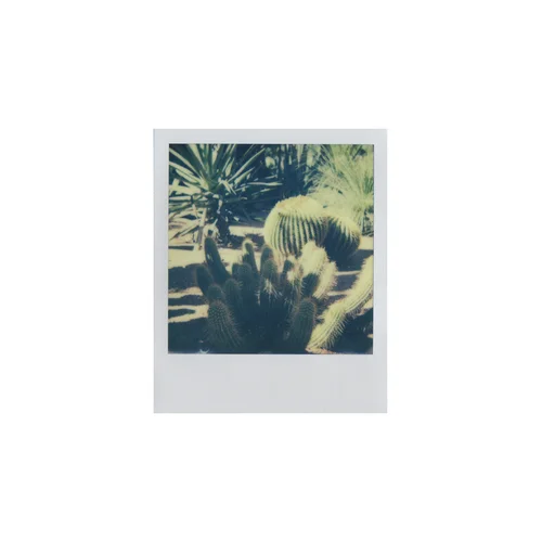  Cacti (2015) 