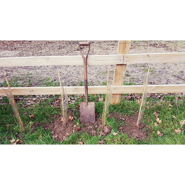 A day well spent planting hedges at @museumealife 🌿