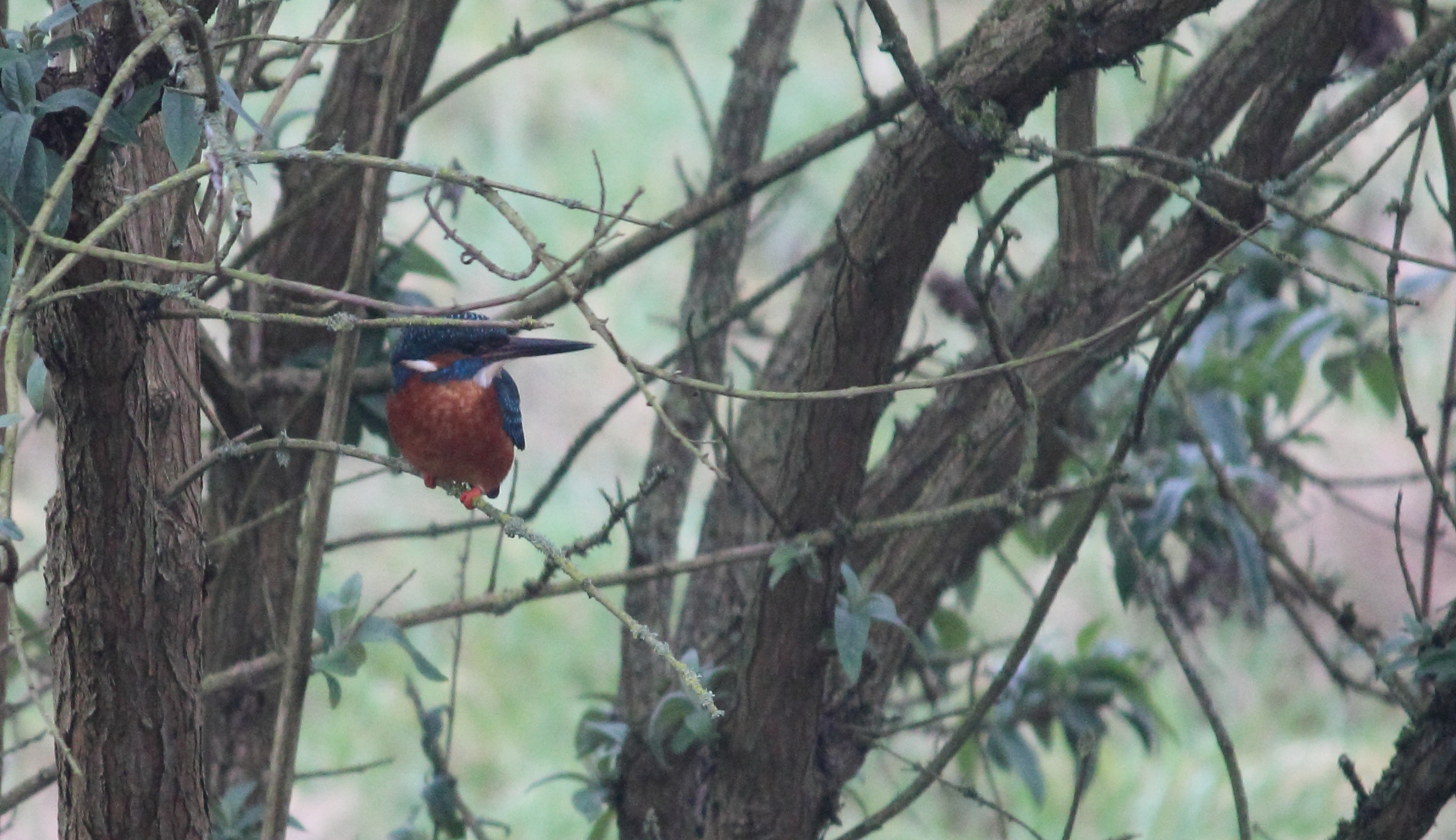Kingfisher, Nailsworth, Gloucestershire