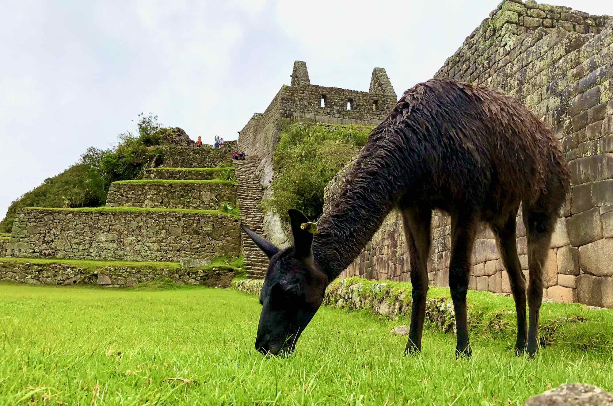 Grazing Llama