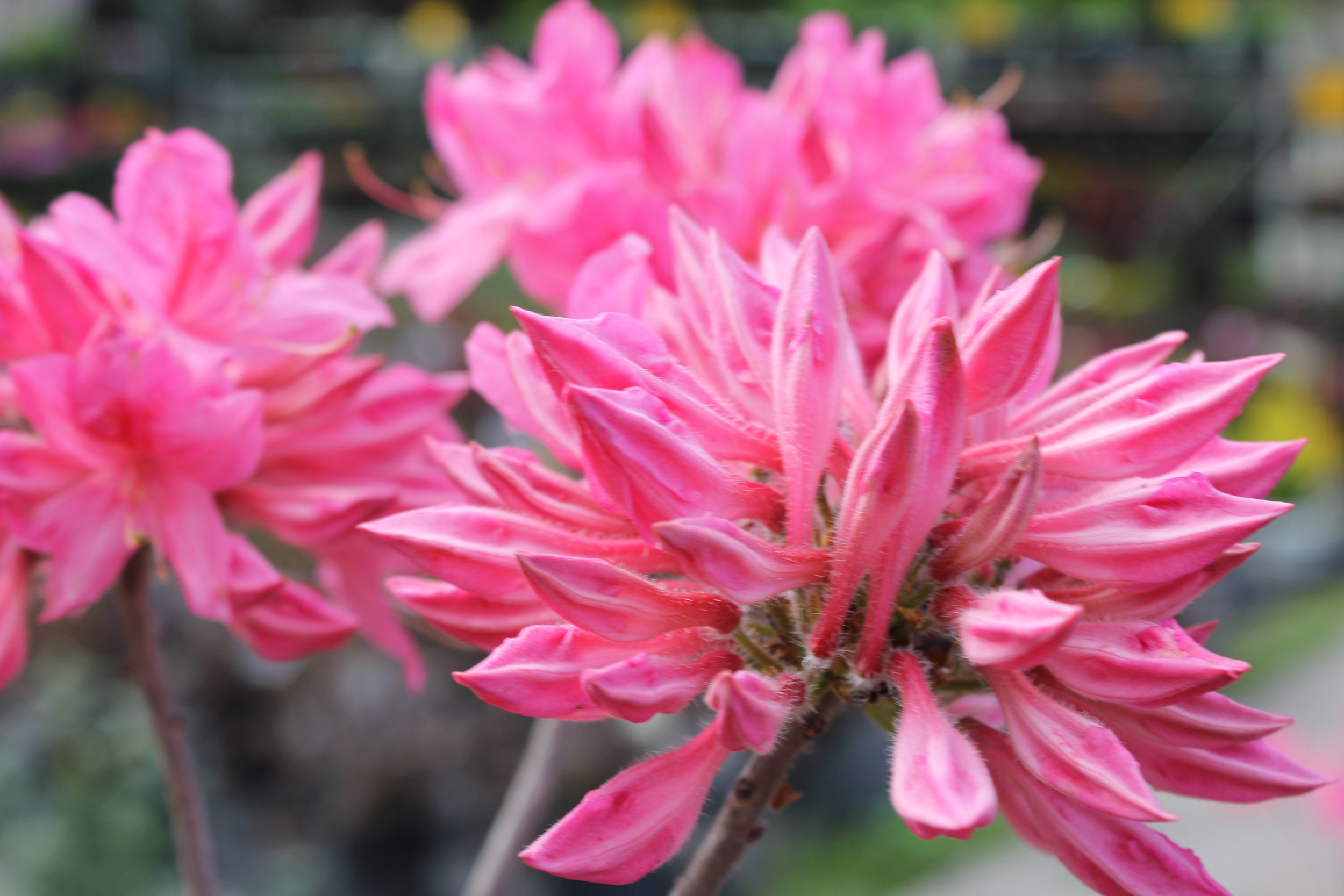 AZALEA BLOOMS
