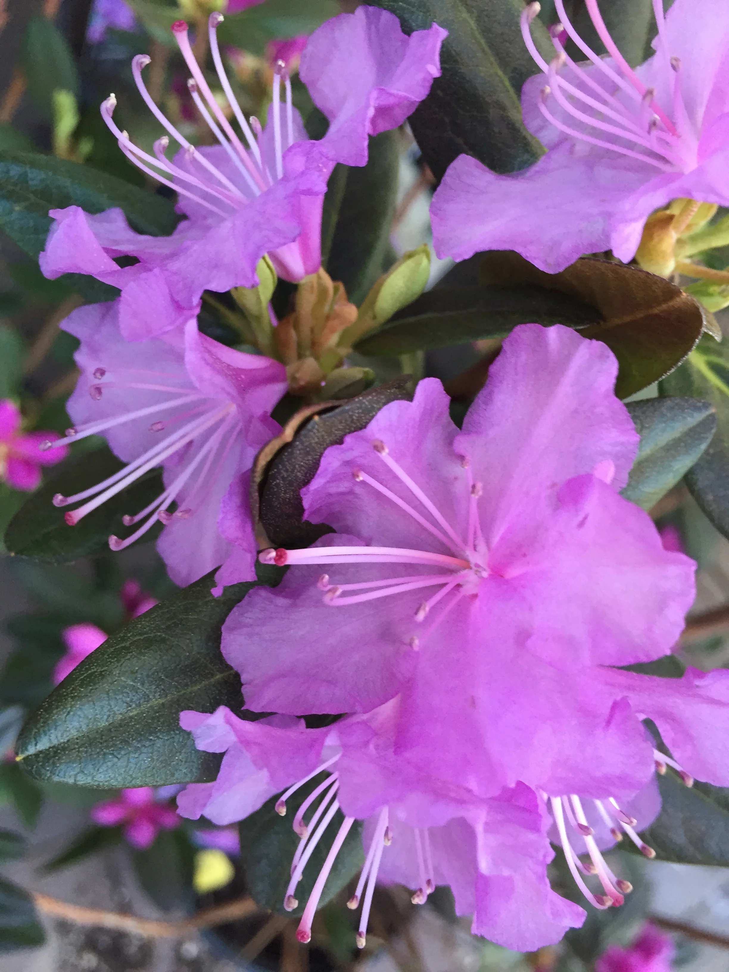RHODODENDRON BLOOMS
