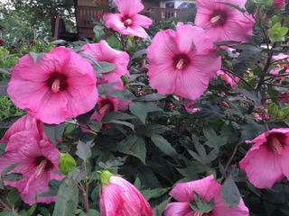 IMG_2638.jpeg