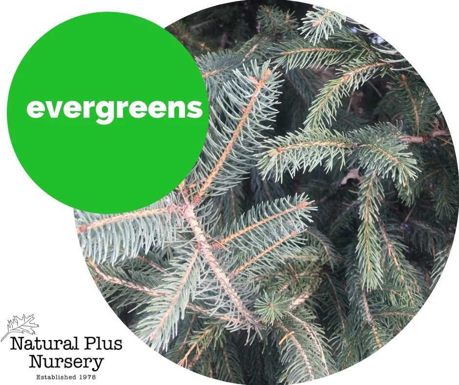 Evergreens.jpg