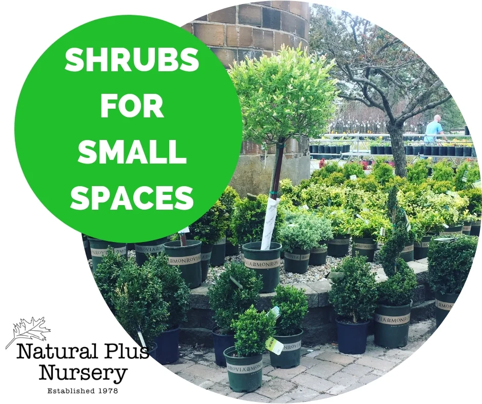 SHRUBS FOR SMALL SPACES.jpg