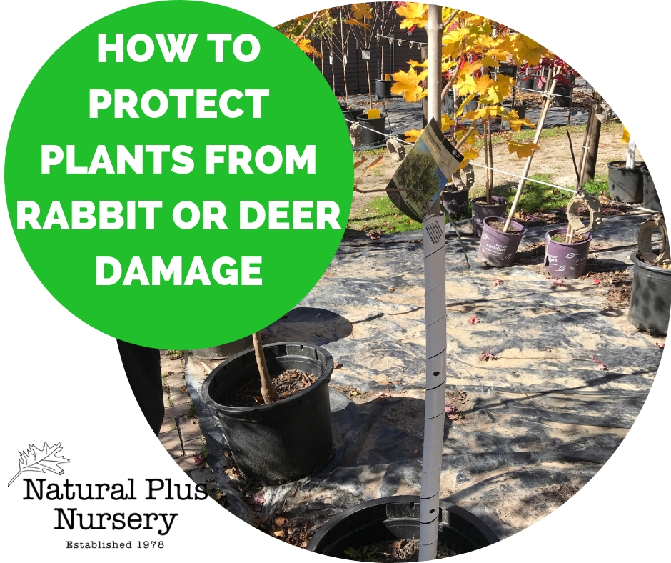 Shrub Protection From Rabbits Shrub Protection From Rabbits Rabbit Resistant Perennials And Shrubs