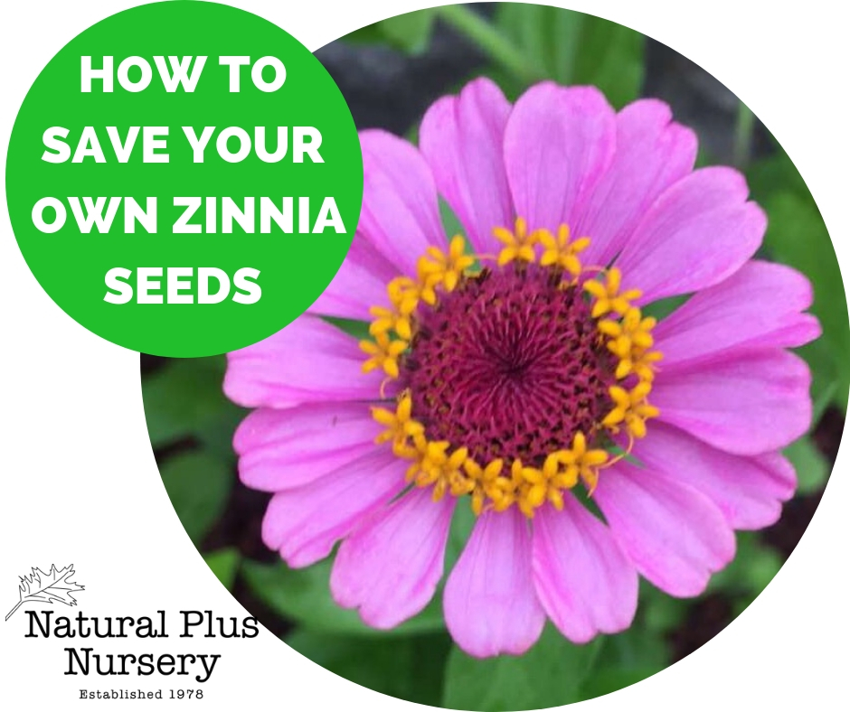HOW TO SAVE YOUR OWN ZINNIA SEEDS.jpg