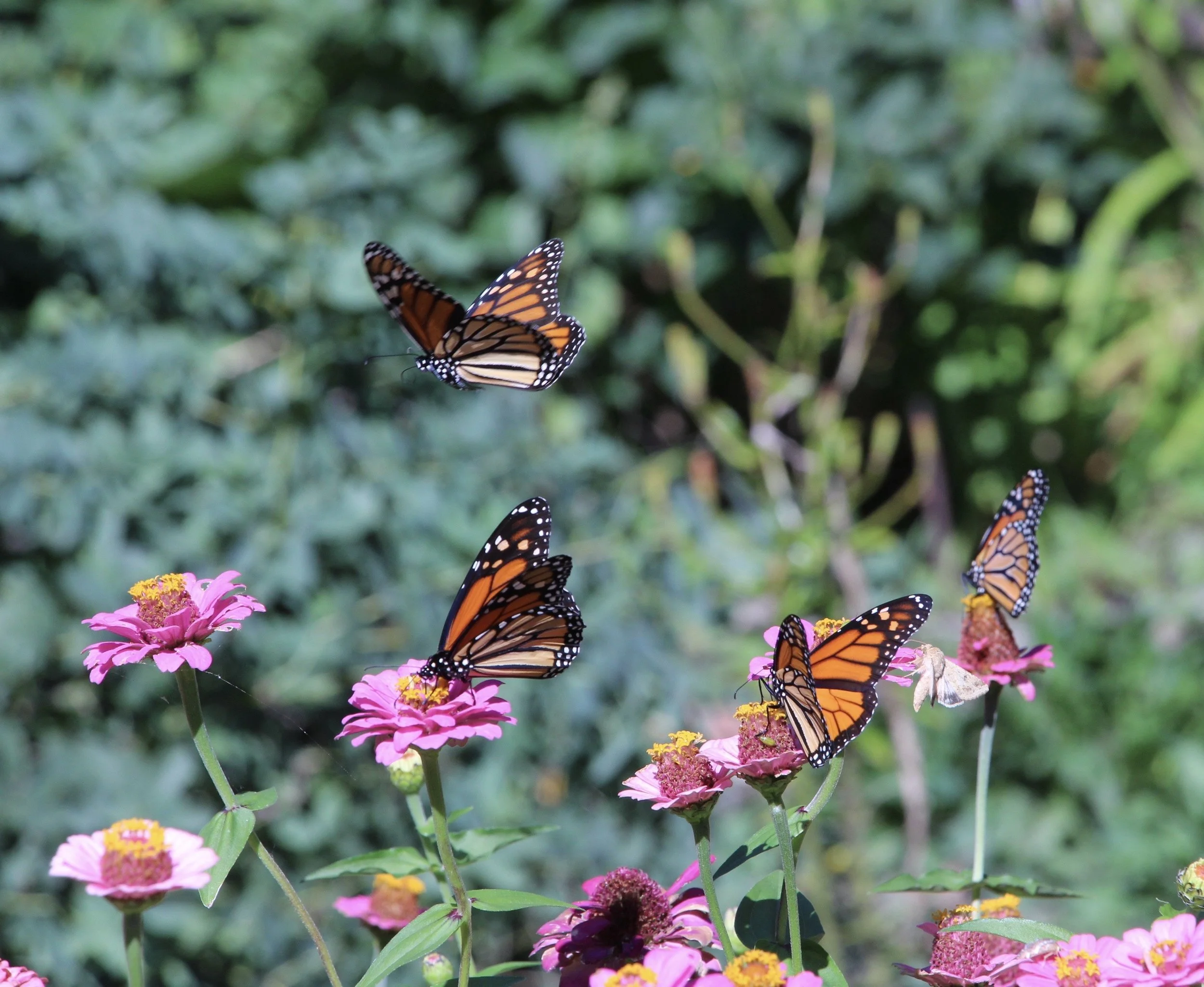 Photo by Linda Hopper Our Iowa photo - 1 of six finalists for Iowa Scenery photo contest