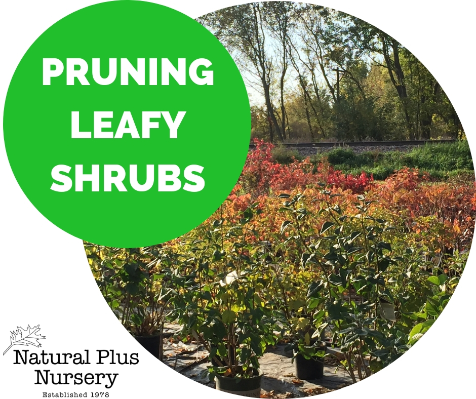 Pruning Leafy Shrubs