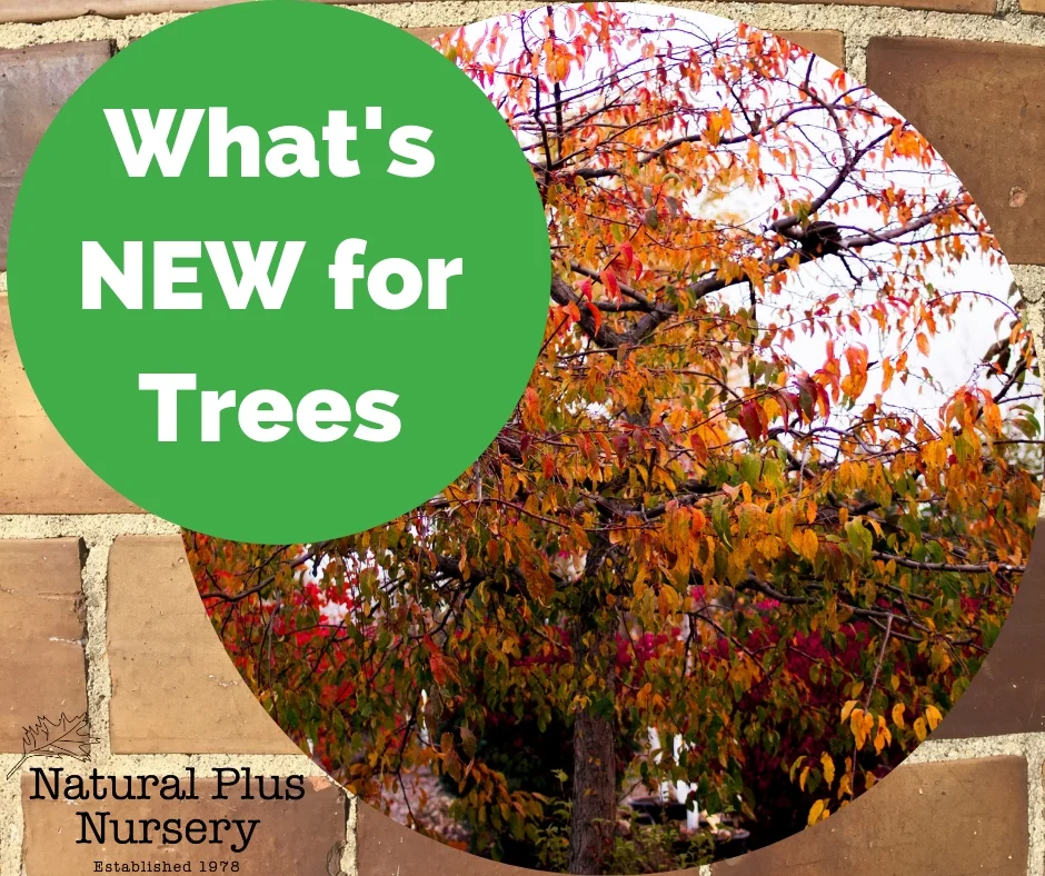 WHAT'S NEW FOR TREES.jpg